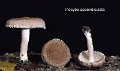 Inocybe appendiculata-amf2035